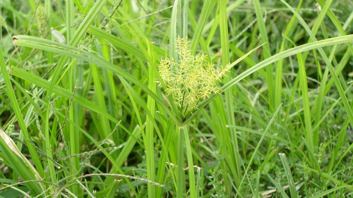 17 september: Praktijkdemo Knolcyperus