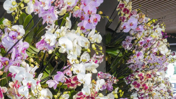 Vakbijeenkomst Orchidee