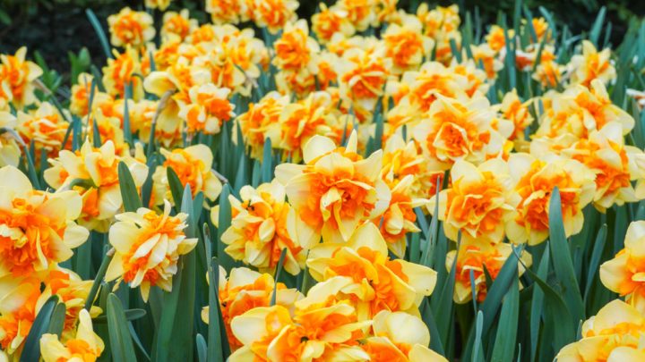Webinar 'Keukenhof Innovatiefonds'