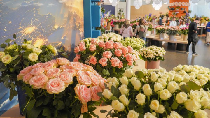 Bloemenshow: rozen