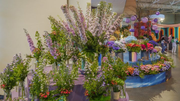 Bloemenshow: anjers en zomerbloemen