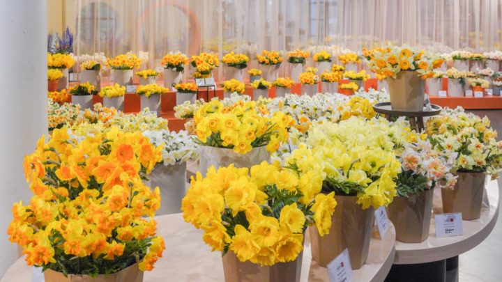 Bloemenshow: narcissen, calla's en bijzondere bolgewassen
