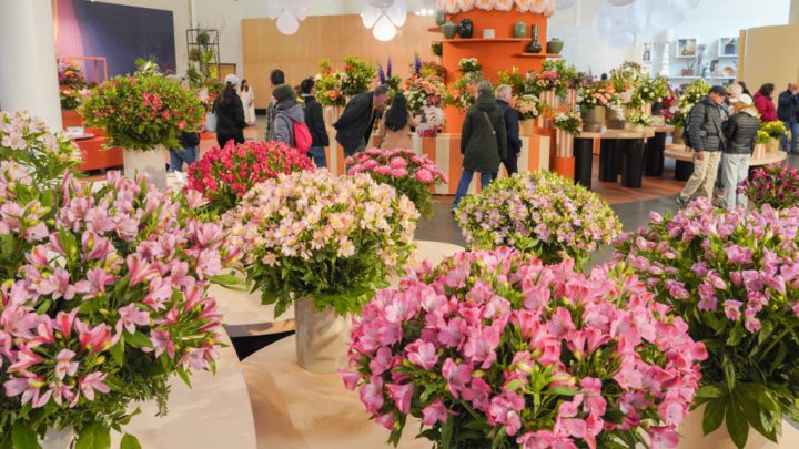 Bloemenshow: alstroemeria's en calla's