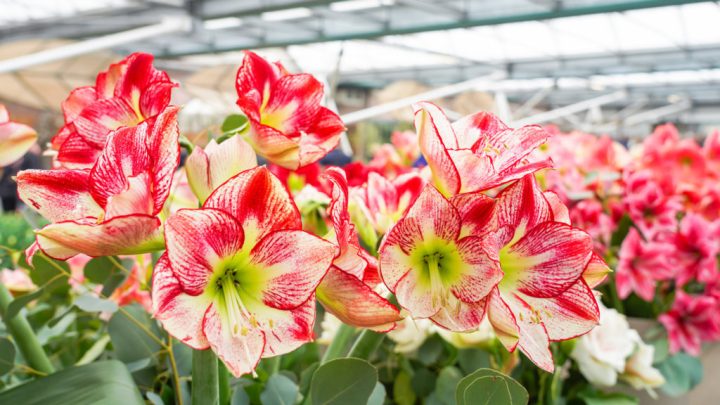 Vakbijeenkomst Seizoensbloemen