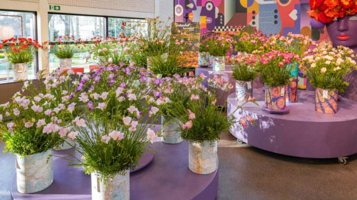 Bloemenshow: chrysanten en freesia's