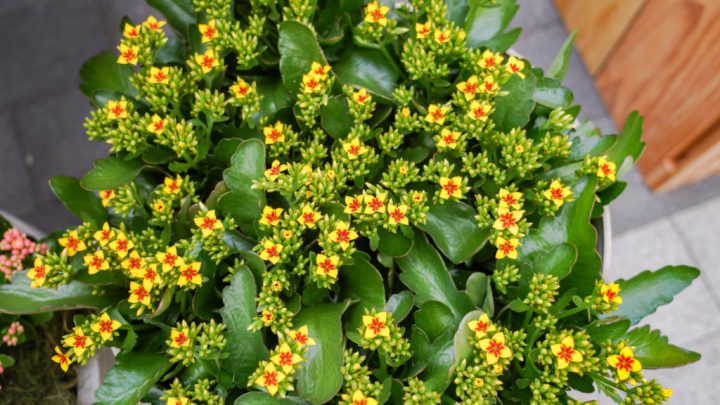 Vakbijeenkomst Kalanchoë