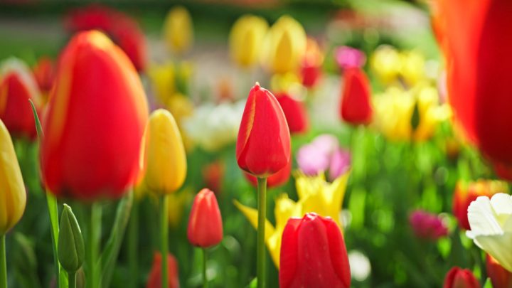 Deadline Keukenhof Innovatiefonds 2026, ronde 2